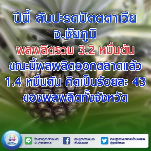  ปีนี้ สับปะรดปัตตาเวีย จ.ชัยภูมิ ผลผลิตรวม 3.2 หมื่นตัน  ขณะนี้ผลผลิตออกตลาดแล้ว 1.4 หมื่นตัน คิดเป็นร้อยละ 43 ของผลผลิตทั้งจังหวัด