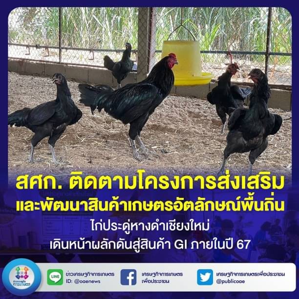 สศก. ติดตามโครงการส่งเสริมและพัฒนาสินค้าเกษตรอัตลักษณ์พื้นถิ่น ไก่ประดู่หางดำเชียงใหม่  เดินหน้าผลักดันสู่สินค้า GI ภายในปี 67