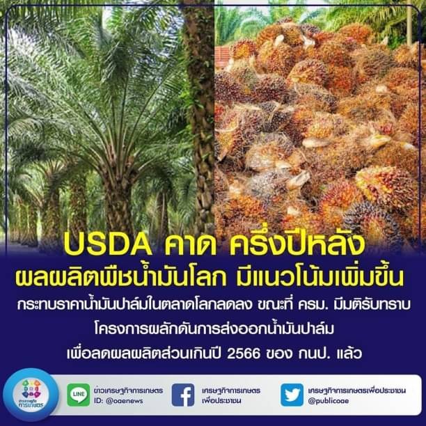  USDA คาด ครึ่งปีหลัง ผลผลิตพืชน้ำมันโลกมีแนวโน้มเพิ่มขึ้น กระทบราคาน้ำมันปาล์มในตลาดโลกลดลง  ขณะที่ ครม. มีมติรับทราบ โครงการผลักดันการส่งออกน้ำมันปาล์มเพื่อลดผลผลิตส่วนเกิน ปี 2566 ของ กนป. แล้ว