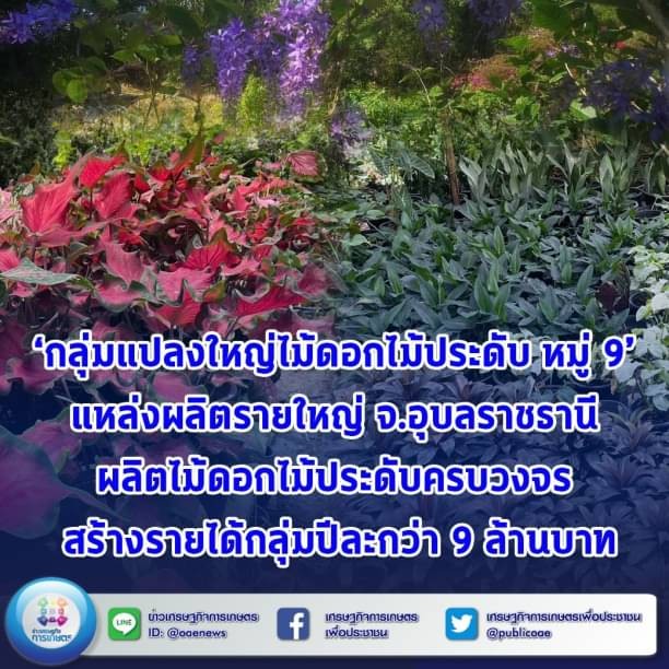  ‘กลุ่มแปลงใหญ่ไม้ดอกไม้ประดับ หมู่ 9’ แหล่งผลิตรายใหญ่ จ.อุบลราชธานี ผลิตไม้ดอกไม้ประดับครบวงจร สร้างรายได้กลุ่มปีละกว่า 9 ล้านบาท