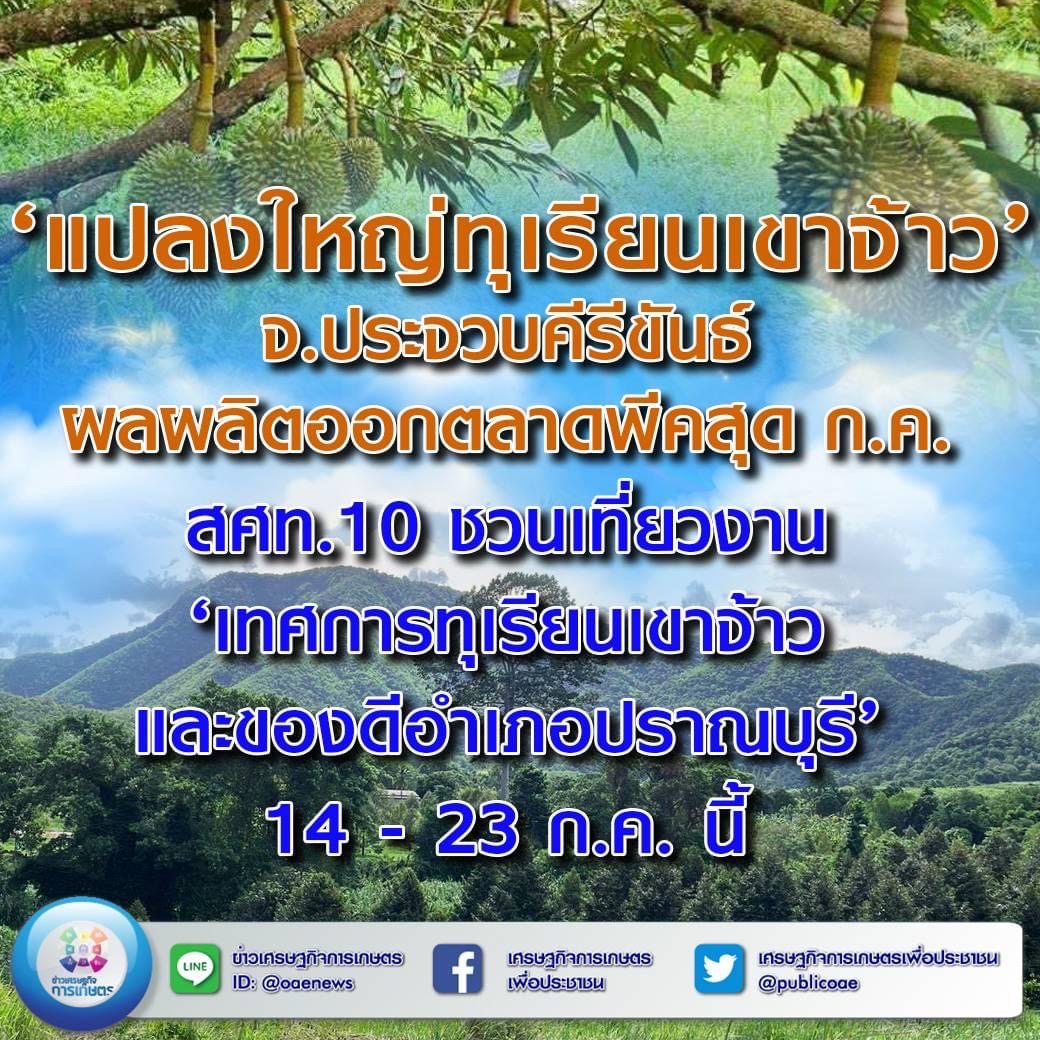 ‘แปลงใหญ่ทุเรียนเขาจ้าว’ จ.ประจวบคีรีขันธ์ ผลผลิตออกตลาดพีคสุด ก.ค.  สศท.10 ชวนเที่ยวงาน ‘เทศกาลทุเรียนเขาจ้าวและของดีอำเภอปราณบุรี’ 14 – 23 ก.ค. น