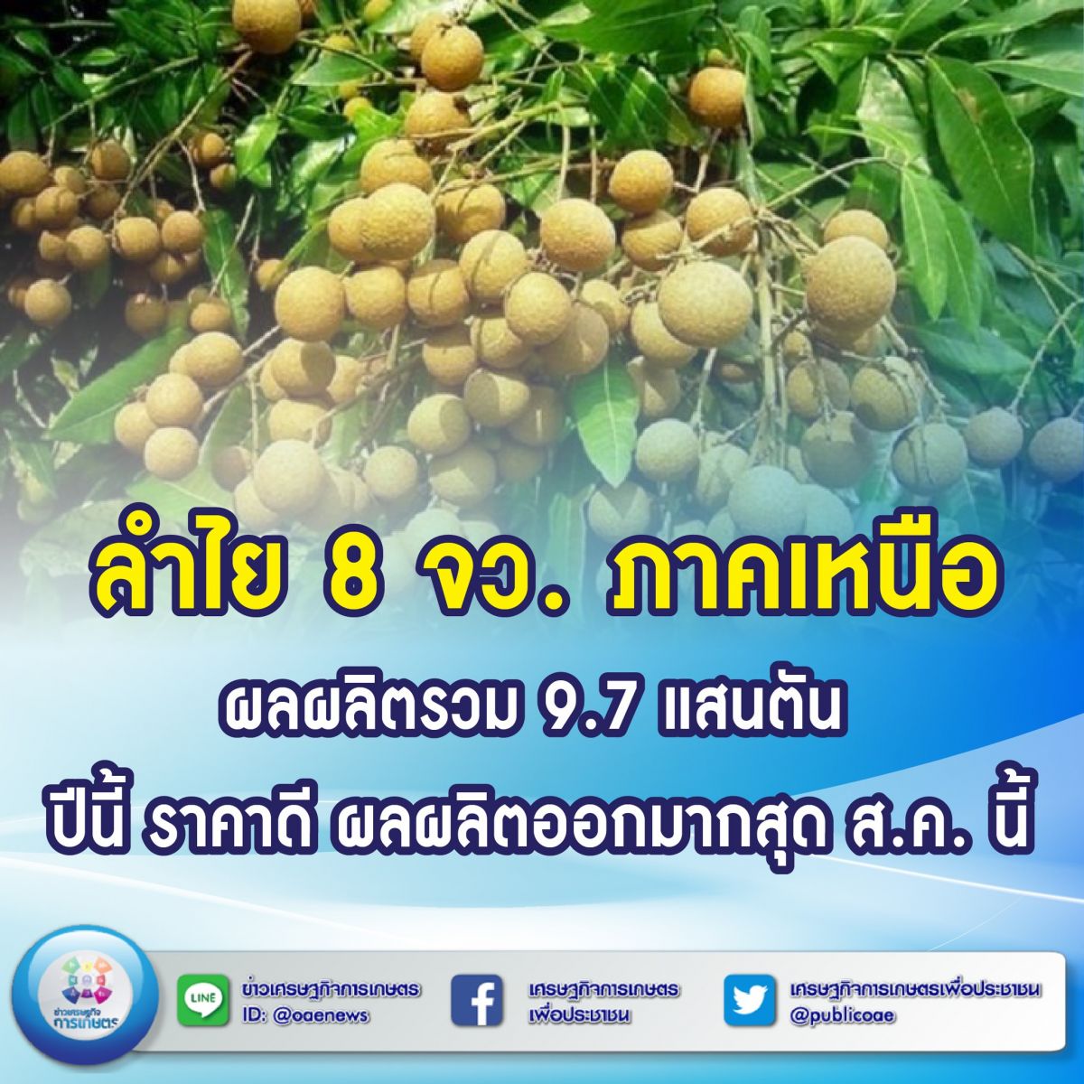 ลำไย 8 จว. ภาคเหนือ ผลผลิตรวม 9.7 แสนตัน ปีนี้ ราคาดี ผลผลิตออกมากสุด ส.ค. นี้