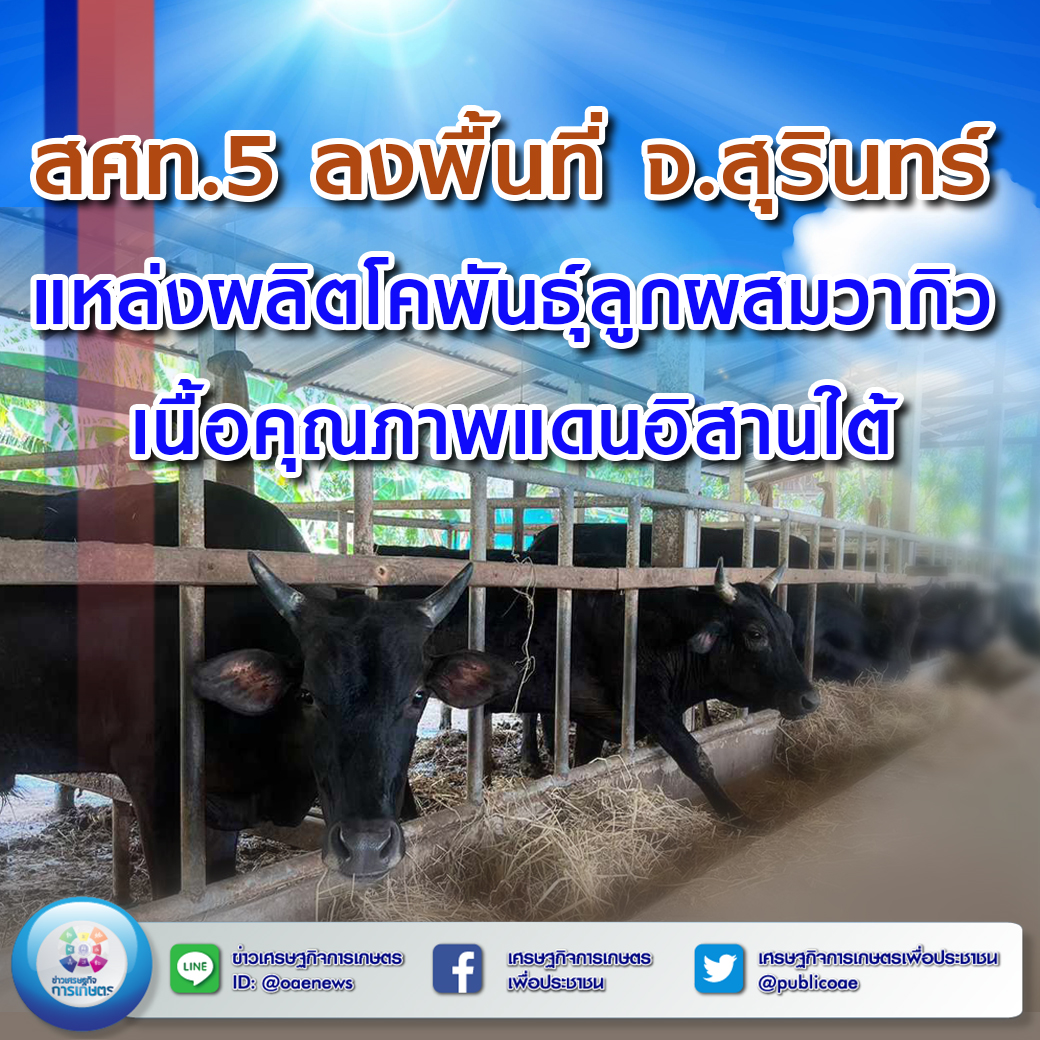 สศท.5 ลงพื้นที่ จ.สุรินทร์ แหล่งผลิตโคขุนพันธุ์ลูกผสมวากิว เนื้อคุณภาพแดนอีสานใต้