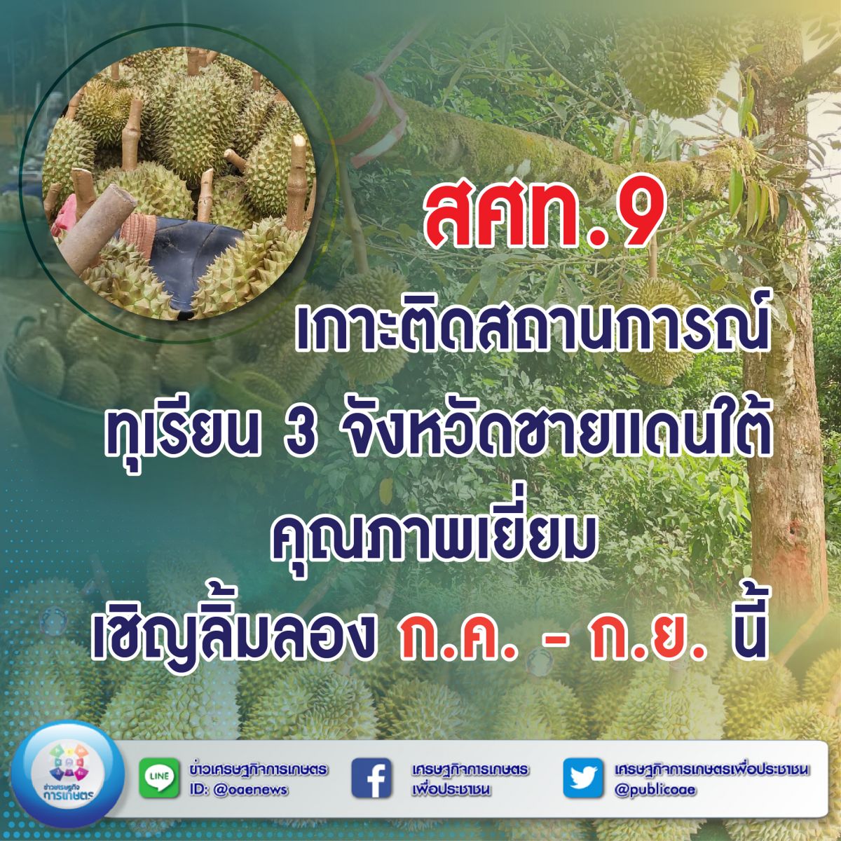 สศท.9 เกาะติดสถานการณ์ทุเรียน 3 จังหวัดชายแดนใต้ คุณภาพเยี่ยม เชิญลิ้มลอง ก.ค. - ก.ย. นี้