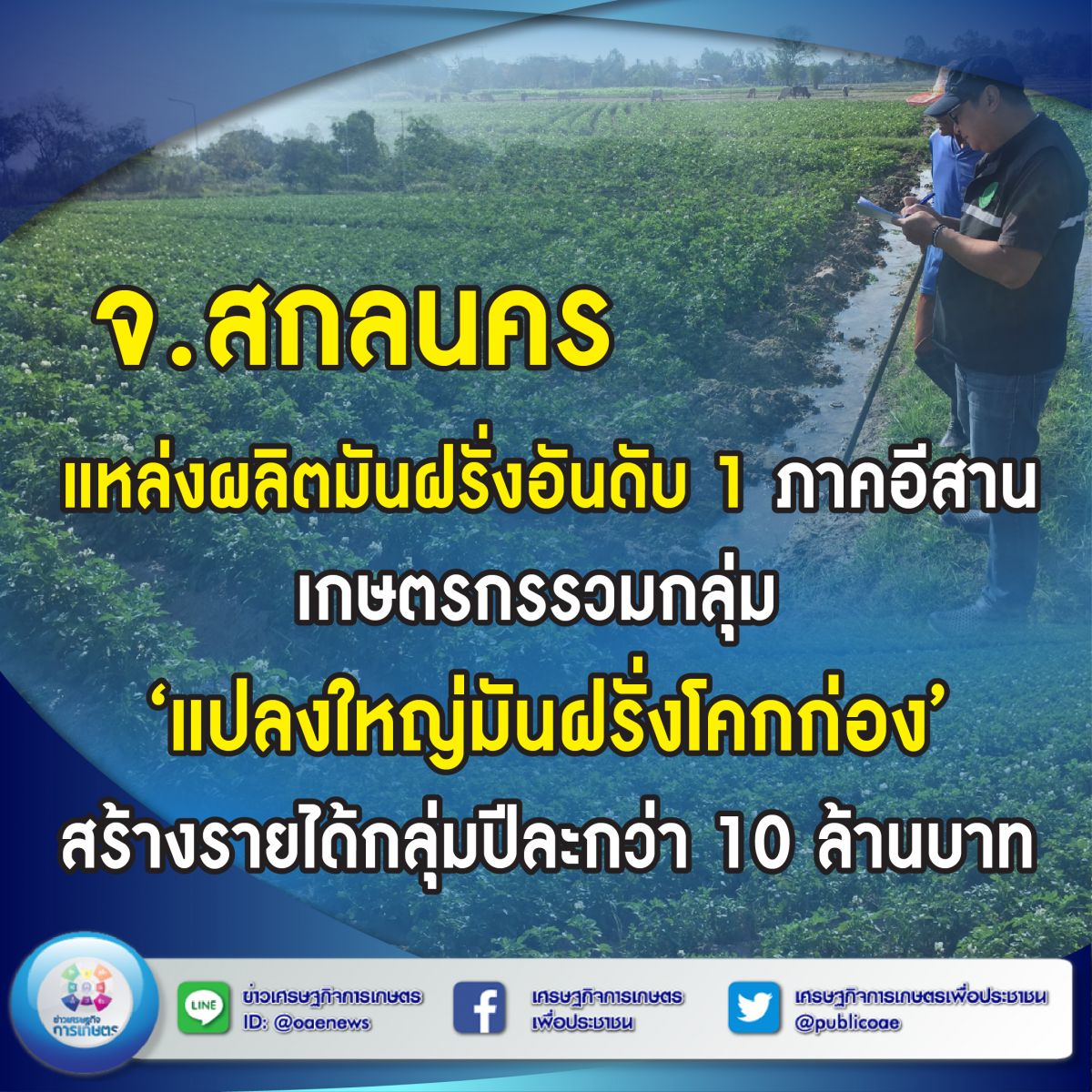 จ.สกลนคร แหล่งผลิตมันฝรั่งอันดับ 1 ภาคอีสาน เกษตรกรรวมกลุ่ม ‘แปลงใหญ่มันฝรั่งโคกก่อง’ สร้างรายได้กลุ่มปีละกว่า 10 ล้านบาท