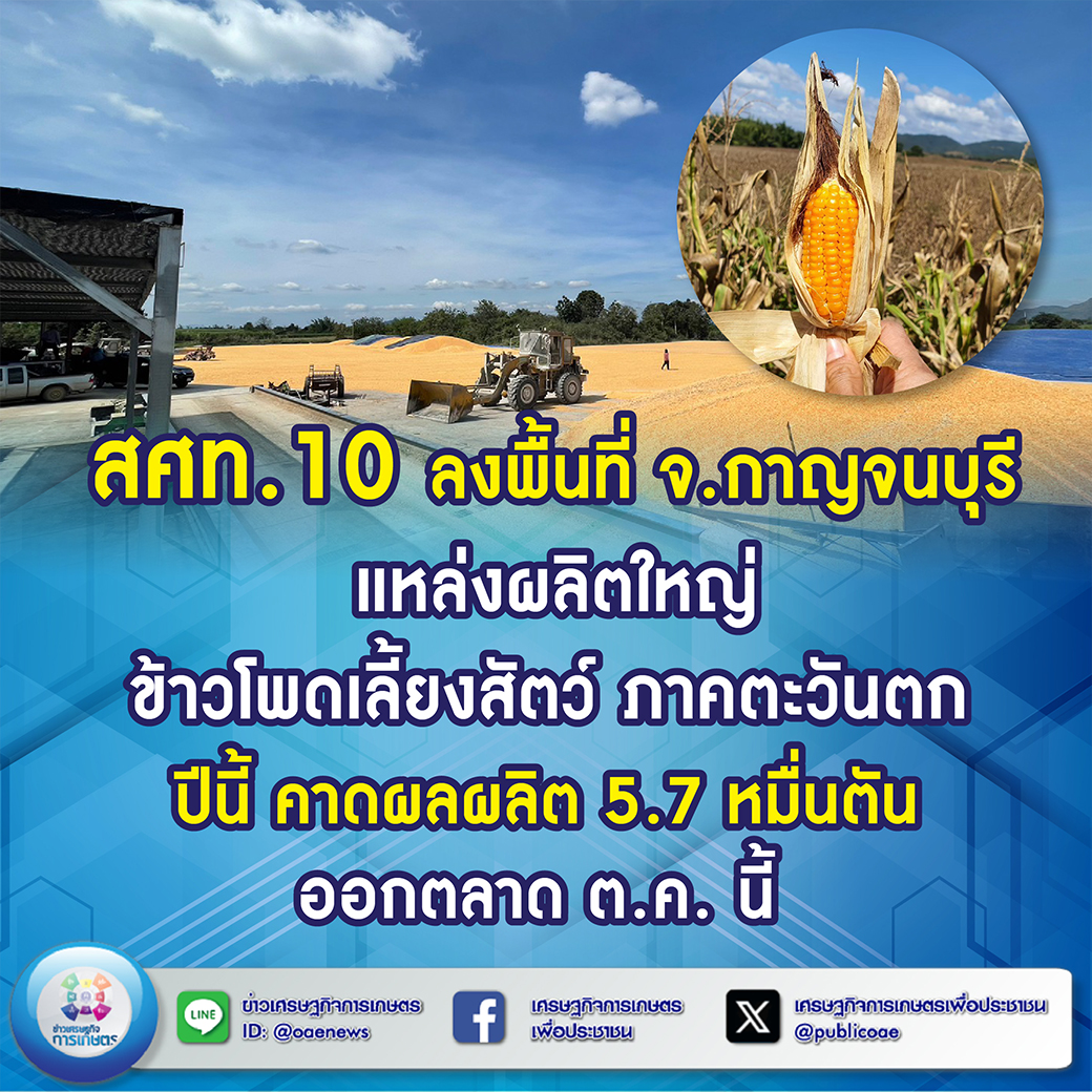 สศท.10 ลงพื้นที่ จ.กาญจนบุรี แหล่งผลิตใหญ่ข้าวโพดเลี้ยงสัตว์ ภาคตะวันตก ปีนี้ คาดผลผลิต 5.7 หมื่นตัน ออกตลาด ต.ค. นี้