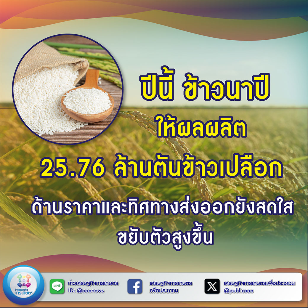 ปีนี้ ข้าวนาปีให้ผลผลิต 25.76 ล้านตันข้าวเปลือก ด้านราคาและทิศทางส่งออกยังสดใส ขยับตัวสูงขึ้น