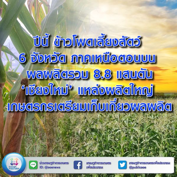 นี้ ข้าวโพดเลี้ยงสัตว์ 6 จว. ภาคเหนือตอนบน ผลผลิตรวม 8.8 แสนตัน ‘เชียงใหม่’ แหล่งผลิตใหญ่ เกษตรกรเตรียมเก็บเกี่ยวผลผลิต