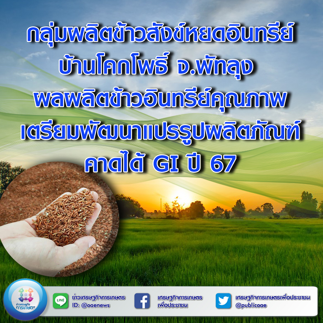 กลุ่มผลิตข้าวสังข์หยดอินทรีย์บ้านโคกโพธิ์ จ.พัทลุง ผลผลิตข้าวอินทรีย์คุณภาพ เตรียมพัฒนาแปรรูปผลิตภัณฑ์ คาดได้ GI ปี 67  