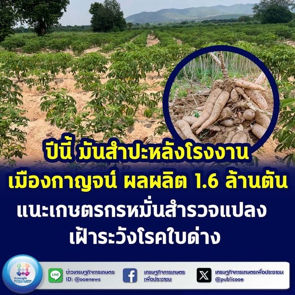 ปีนี้ มันสำปะหลังโรงงาน เมืองกาญจน์ ผลผลิต 1.6 ล้านตัน แนะเกษตรกรหมั่นสำรวจแปลง เฝ้าระวังโรคใบด่าง