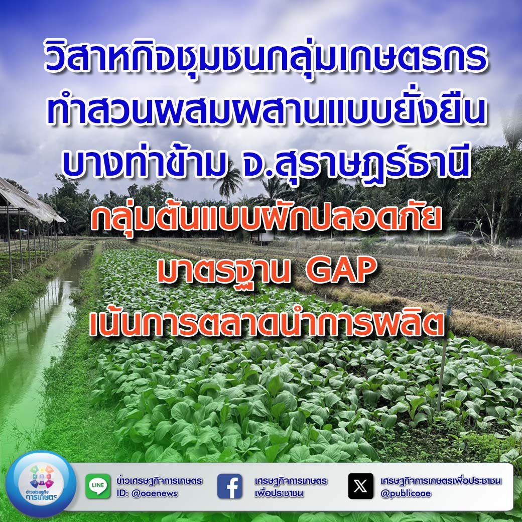 วิสาหกิจชุมชนกลุ่มเกษตรกรทำสวนผสมผสานแบบยั่งยืนบางท่าข้าม จ.สุราษฎร์ธานี  กลุ่มต้นแบบผักปลอดภัยมาตรฐาน GAP เน้นการตลาดนำการผลิต 