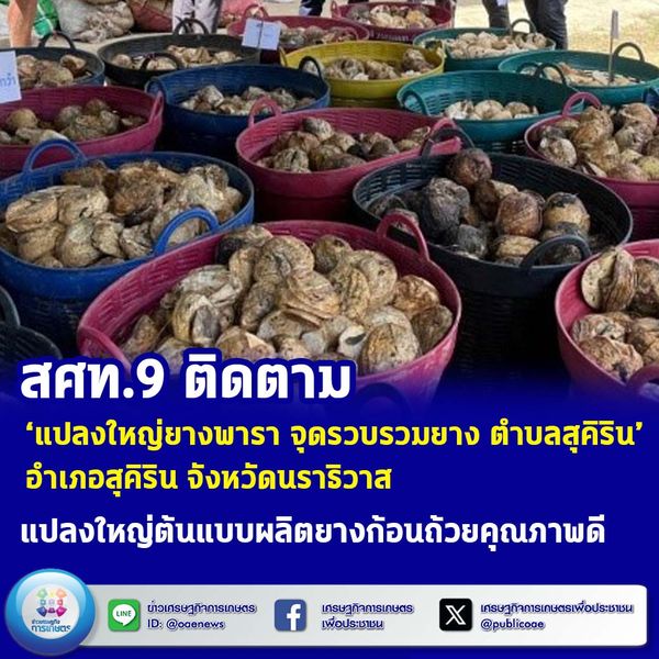 สศท.9 ติดตาม ‘แปลงใหญ่ยางพารา จุดรวบรวมยาง ตำบลสุคิริน’ จังหวัดนราธิวาส  แปลงใหญ่ต้นแบบผลิตยางก้อนถ้วยคุณภาพดี