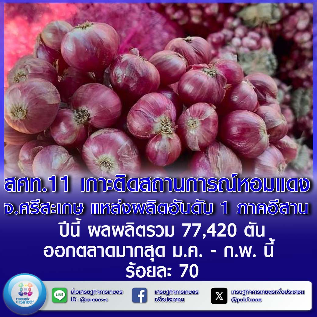 สศท.11 เกาะติดสถานการณ์หอมแดง จ.ศรีสะเกษ แหล่งผลิตอันดับ 1 ภาคอีสาน  ปีนี้ ผลผลิตรวม 77,420 ตัน ออกตลาดมากสุด ม.ค. - ก.พ. นี้ ร้อยละ 70