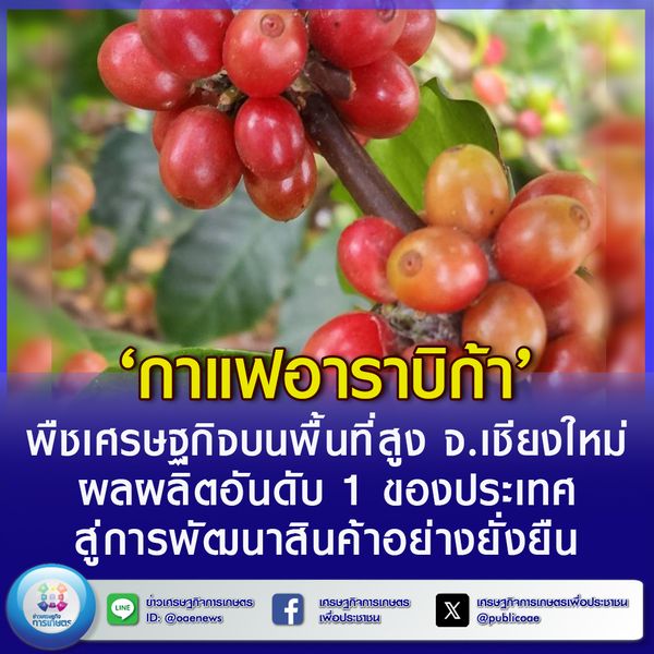 ‘กาแฟอาราบิก้า’ พืชเศรษฐกิจบนพื้นที่สูง จ.เชียงใหม่ ผลผลิตอันดับ 1 ของประเทศ  สู่การพัฒนาสินค้าอย่างยั่งยืน