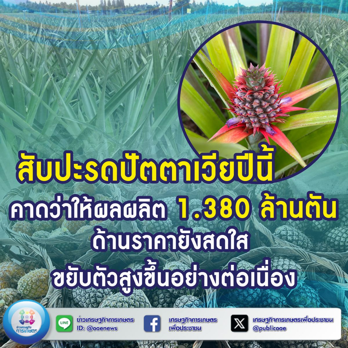 สับปะรดปัตตาเวียปีนี้ คาดว่าให้ผลผลิต 1.380 ล้านตัน ด้านราคายังสดใส ขยับตัวสูงขึ้นอย่างต่อเนื่อง 