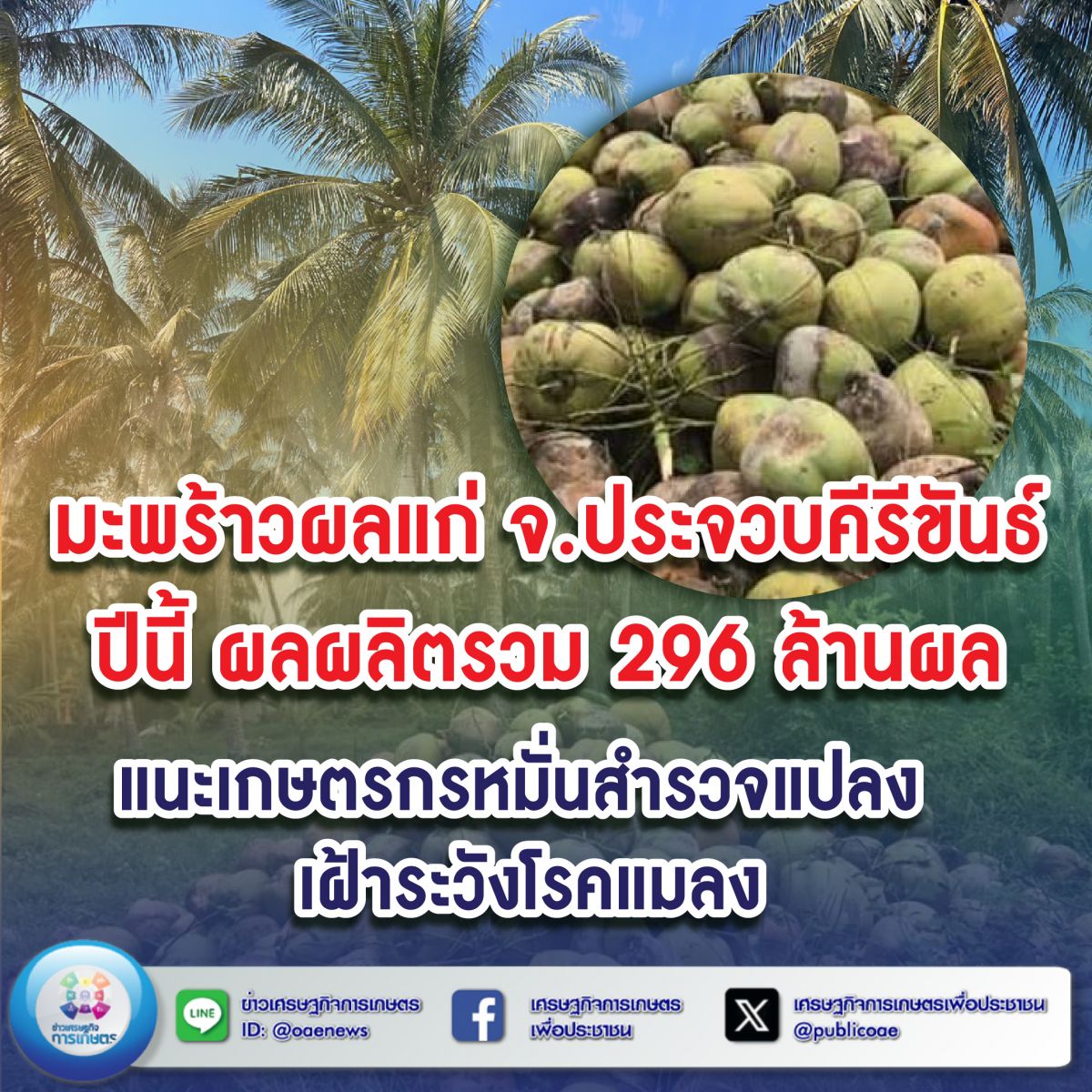 มะพร้าวผลแก่ จ.ประจวบคีรีขันธ์ ปีนี้ ผลผลิตรวม 296 ล้านผล แนะเกษตรกรหมั่นสำรวจแปลง เฝ้าระวังโรคแมลง