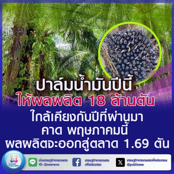 ปาล์มน้ำมันปีนี้ ให้ผลผลิต 18 ล้านตัน ใกล้เคียงกับปีที่ผ่านมา คาด พฤษภาคมนี้ ผลผลิตจะออกสู่ตลาด 1.69 ตัน