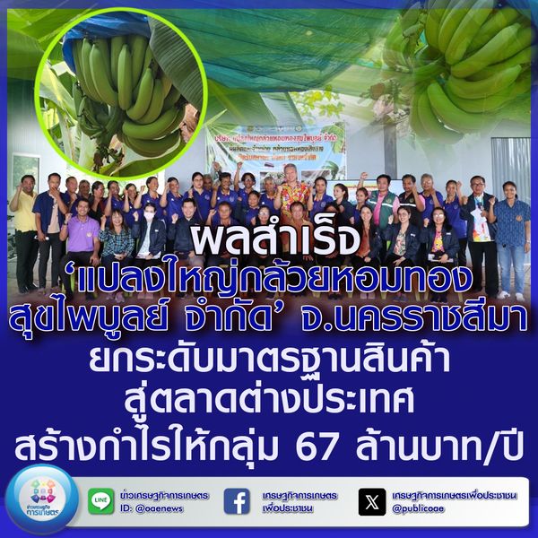 ผลสำเร็จ ‘แปลงใหญ่กล้วยหอมทองสุขไพบูลย์ จำกัด’ จ.นครราชสีมา ยกระดับมาตรฐานสินค้าสู่ตลาดต่างประเทศ สร้างกำไรให้กลุ่ม 67 ล้านบาท/ปี