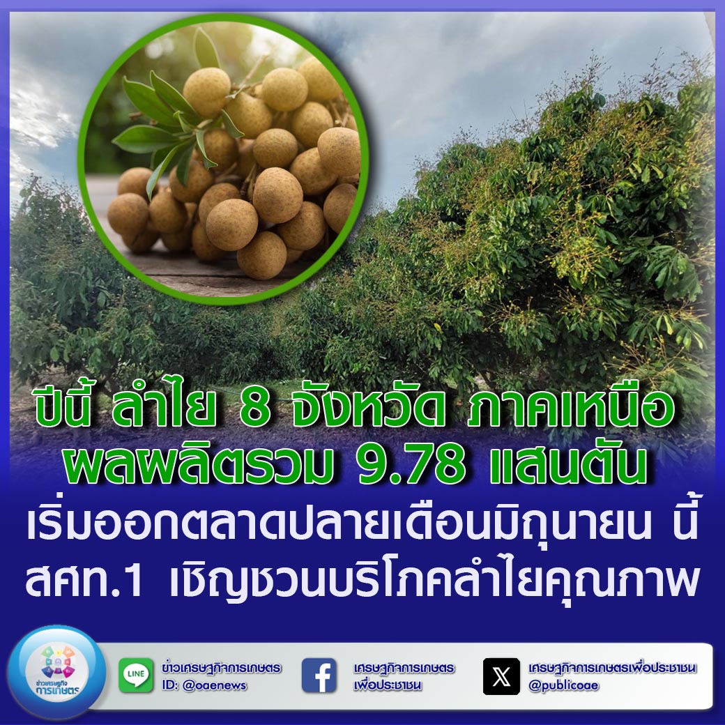 ปีนี้ ลำไย 8 จังหวัด ภาคเหนือ ผลผลิตในฤดู 6.37 แสนตัน เริ่มออกตลาดปลายเดือนมิถุนายน นี้ สศท.1 เชิญชวนบริโภคลำไยคุณภาพ