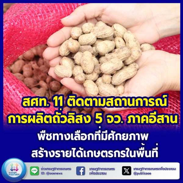 สศท.11 ติดตามสถานการณ์การผลิตถั่วลิสง 5 จังหวัดภาคอีสาน พืชทางเลือกที่มีศักยภาพ สร้างรายได้เกษตรกรในพื้นที่