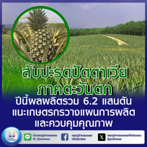 สับปะรดปัตตาเวียภาคตะวันตก ปีนี้ ผลผลิตรวม 6.2 แสนตัน แนะเกษตรกรวางแผนการผลิตและควบคุมคุณภาพ