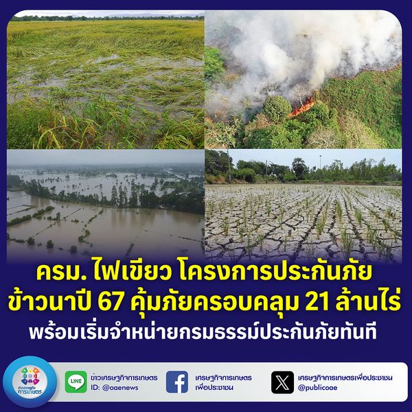 ครม. ไฟเขียว โครงการประกันภัยข้าวนาปี 67 คุ้มภัยครอบคลุม 21 ล้านไร่  พร้อมเริ่มจำหน่ายกรมธรรม์ประกันภัยทันที