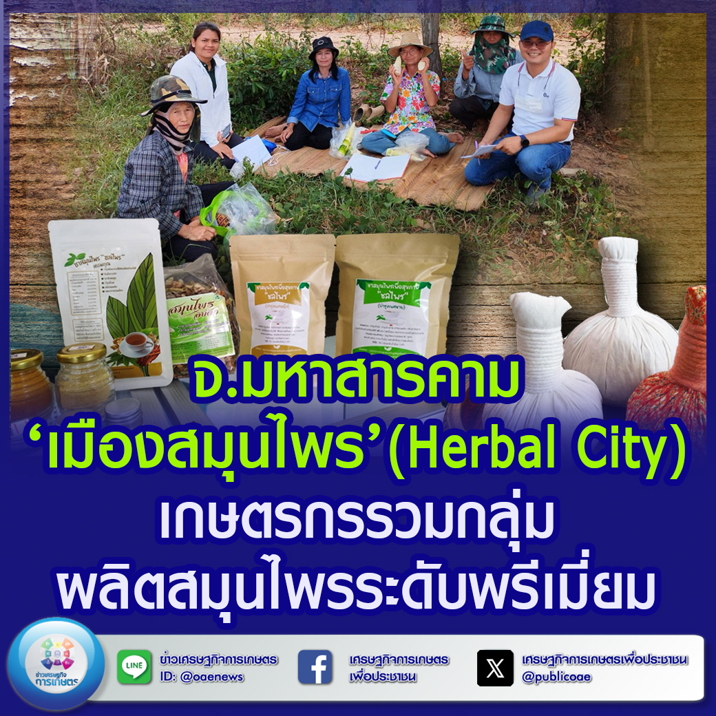 จ.มหาสารคาม ‘เมืองสมุนไพร’ (Herbal City) เกษตรกรรวมกลุ่มผลิตสมุนไพรระดับพรีเมี่ยม