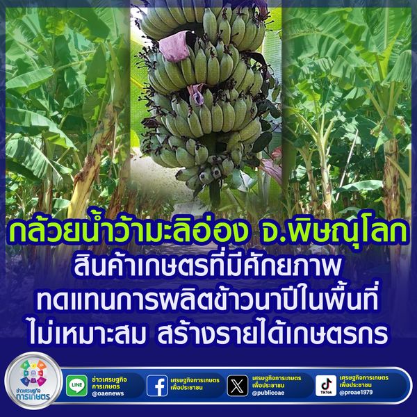 กล้วยน้ำว้ามะลิอ่อง จ.พิษณุโลก สินค้าเกษตรที่มีศักยภาพ                                                                             ทดแทนการผลิตข้าวนาปีในพื้นที่ไม่เหมาะสม สร้างรายได้เกษตรกร