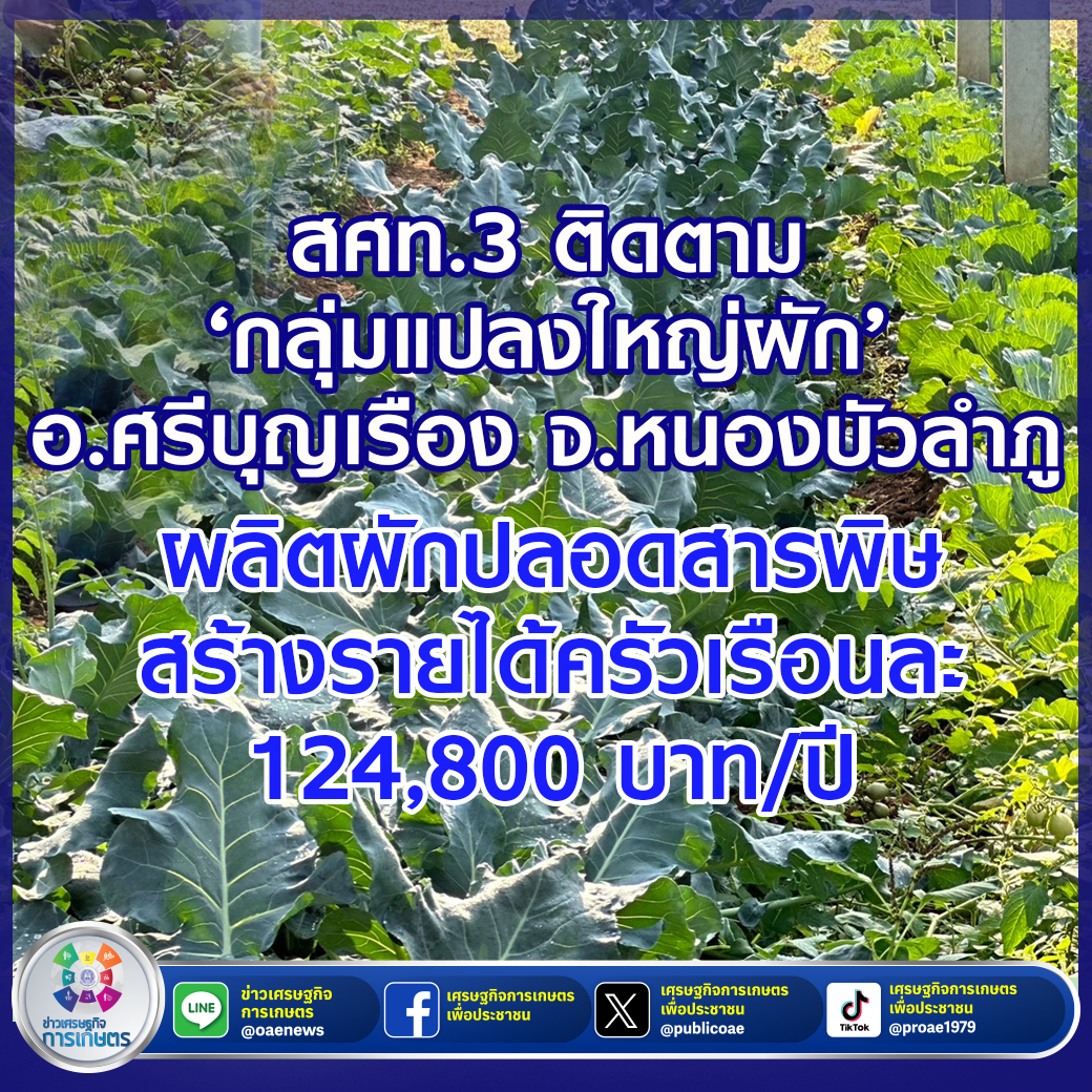 สศท.3 ติดตาม ‘กลุ่มแปลงใหญ่ผัก’ อ.ศรีบุญเรือง จ.หนองบัวลำภู ผลิตผักปลอดสารพิษ สร้างรายได้ครัวเรือนละ 124,800 บาท/ปี 