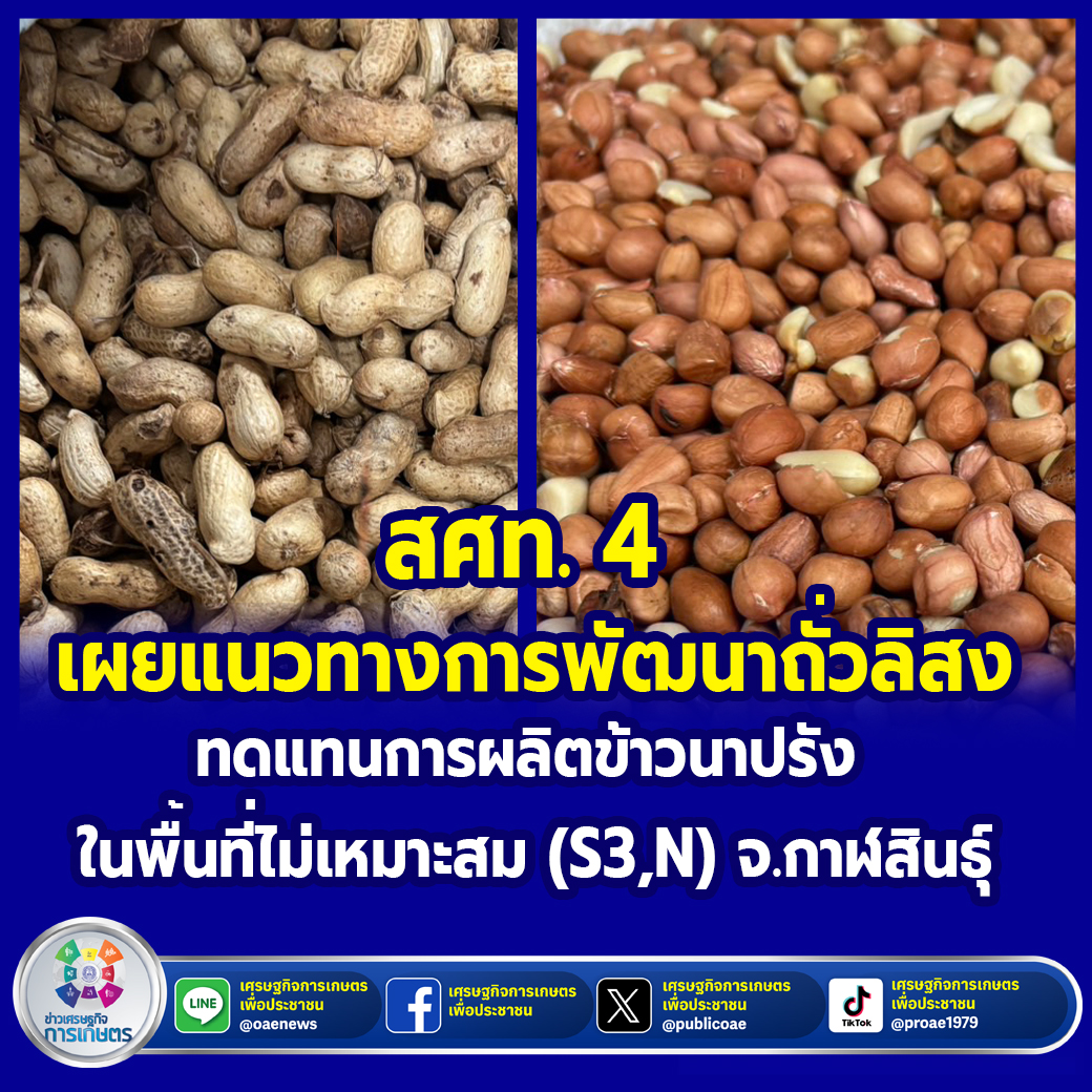 สศท.4 เผยแนวทางการพัฒนาถั่วลิสง ทดแทนการผลิตข้าวนาปรัง ในพื้นที่ไม่เหมาะสม (S3,N) จ.กาฬสินธุ์